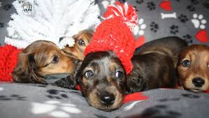 We love our puppies.you will too! Portland S Spectacular Mini Dachshunds Spectacular Mini Dachshunds Pugs Home Page