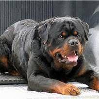 Acquire Wonderful Suggestions On Rotty They Are Actually Readily Available For You On Our Internet Site In 2020 Rottweiler Rottweiler Lovers Rottweiler Dog