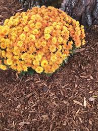Pin On Plant Profiles