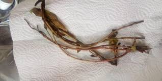 Image result for Nesaea pedroi