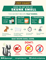 What to do if your dog gets skunked. Skunks Your Dog When It Happens Be Ready Pet Camp
