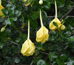 Image result for Garcinia volkensii