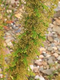 Image result for Dysphania schraderiana