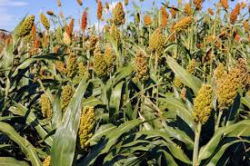 We did not find results for: Groups Researching Ways To Increase Sorghum Yields 2019 11 11 World Grain