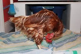 Emergency Chicken Bath Wait What My Pet Chicken Blog