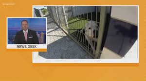 Learn more about denver animal shelter in denver, co, and search the available pets they have up for adoption on petfinder. Austin Animal Shelters Waiving Adoption Fees For Black Friday 9news Com
