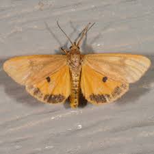 Image result for Melhania virescens