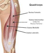 Leg Workout The Best Exercises For Quadriceps Development Myprotein Quadriceps Femoris Muscle Anatomy Quad Exercises