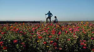 For over 18 years, we have been providing exceptional floral services to our cherished customers in salinas, ca. Flower Fields Salinas California Beautiful Places To Travel Beautiful Places Travel