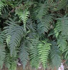 Image result for Christella dentata