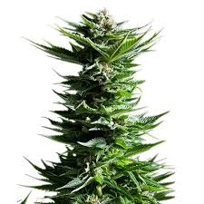 Download Tahoe Og Feminized Marijuana Seeds Pacific Seed Bank
