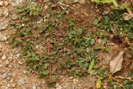 Image result for Euphorbia ophthalmica