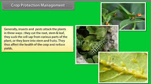 Drawings courtesy of university of florida extension. Crop Protection Management Youtube