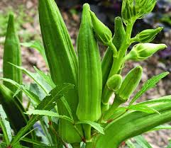 Five finger plant, potentilla canadensis, also known as five finger grass or cinquefoil is a well known herb used for centuries in the treatmnet of diarreha. Okra Seeds Lady Fingers Seeds 5g Buy Sell Online Best Prices In Srilanka Daraz Lk