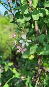 Image result for Triaspis macropteron