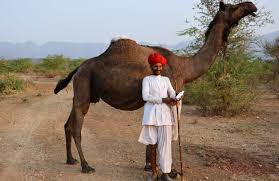 Popularly referred to as the government camel breeding farm, the national research center on camel breeds the best. How A German Vet S Love For Camels Is Saving A Community In Rajasthan