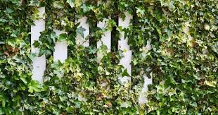 Wer Gerne Ungestort Und Vor Allem Unbeobachtet Auf Seinem Balkon Entspannt Aber Lieber Auf Balkonverkleidungen Aus S In 2020 Pflanzen Balkon Pflanzen Rankende Pflanze