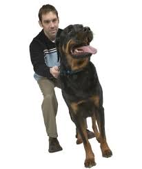 Contents 1 do rottweilers get along with small dogs? When Does A Rottweiler Stop Growing