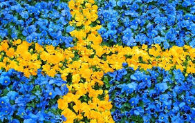 Sveriges nationaldag och svenska flaggans dag firas den 6 juni varje år och är en helgdag i sverige. 6 E Juni Sveriges Nationaldag Dagens Muslim