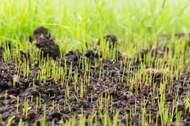 Specific bare patches can be reseeded without. 2018 Guide Should You Ever Let Your Lawn Go To Seed Blog Nature S Seed