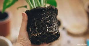 Garden soil and potting soil are formulated for different applications. What S The Difference Between Potting Soil Vs Garden Soil