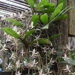 Image result for Aerangis collum-cygni