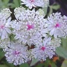 Image result for Astrantia majon `Abbey Road`