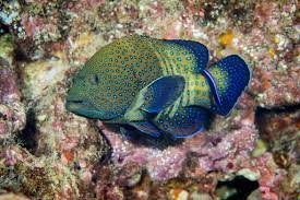 Image result for Cephalophis lukei