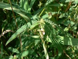 Image result for Aeschynomene cristata