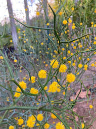 Image result for Acacia afra