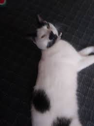 Image result for kitler