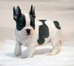 Pied French Bulldog Puppies for Sale - DogsNow