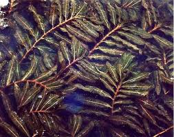 Image result for Limnocharitaceae