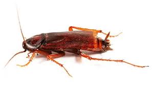 If you spot a palmetto bug inside your home, it is not necessarily a sign of a serious infestation. Palmetto Bugs Vs Cockroaches Bug Off Exterminators Inc