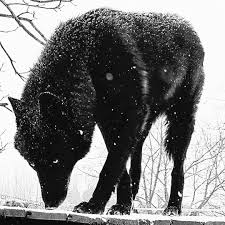 Enjoy and share your favorite beautiful hd wallpapers and background images. Wolf Addicts On Instagram Black Wolf For More Follow Wolf Addicts For More Follow Wolf Addicts Credi In 2020 Wolf Hybrid Dogs Wolf Dog Black Wolf