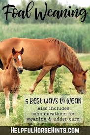 Best Way To Wean A Foal A Look At 5 Different Methods Foals Horses Equestrian Outfits