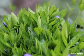 I am a lazy and tight fisted gardener. Growing Periwinkle Vinca Minor How To Care For This Ground Cover Plantopedia