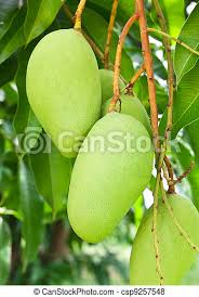 Planting the dwarf mango tree in a container is possible, and you merely need to correctly judge the rootball of the mango and its size. Mango Tree With Full Of Fruits Canstock