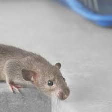 Many variables can increase or decrease the cost of. Best Rodent Control Near Me July 2021 Find Nearby Rodent Control Reviews Yelp