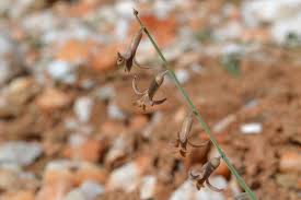 Image result for Dipcadi brevifolium