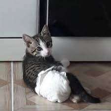 zuleyhau6 engelli bir yavru kedi hayvansever izmir facebook