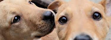 Pet stores near me youtube. Puppies For Sale In Your Area Don T Be Caught Out Rspca