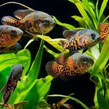 Makanana ikan oscar untuk warna infoikan.com sudah tau jenis makanan ikan oscar kecil? Ikan Oscar Ukuran Jenis Harga Makanan Cara Budidaya Dan Merawat