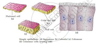 Check spelling or type a new query. Describe Various Types Of Epithelial Tissues With The Help Of Labelled Diagrams Biology Shaalaa Com