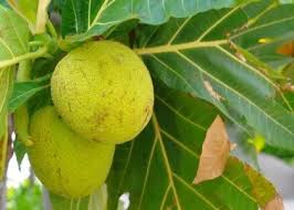Epingle Sur Fruits Exotiques
