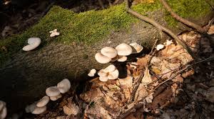Die amanita oder wulstpilze sind eine sehr häufig vorkommende pilzgattung und einige der giftigsten. Pilze Sammeln Wie Erkennt Man Giftige Pilze