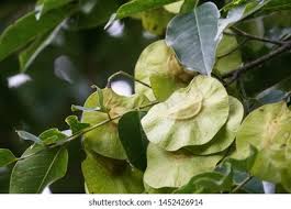 Image result for Pterocarpus megalocarpus