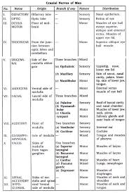 Cranial Nerves In Man Origin Nature Distribution And Function