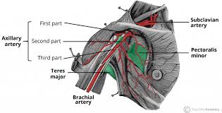 Arterial Supply To The Upper Limb Subclavian Brachial