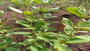 Image result for Fadogia cienkowskii